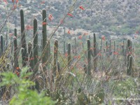 Saguaro National Monument