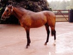 coolmore 99 7