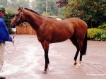 coolmore 99 9