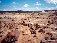 Petrified Forest, 2001